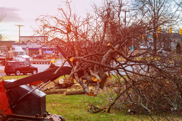 Best Tree Removal  in Cordry Sweetwater Lakes, IN
