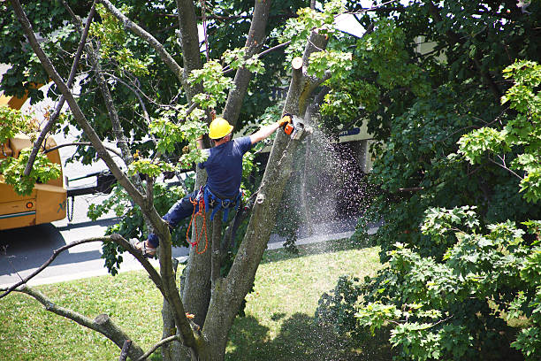 How Our Tree Care Process Works  in  Cordry Sweetwater Lakes, IN